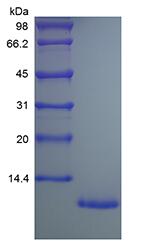Recombinant Human Fractalkine/CX3CL1