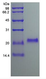 Recombinant Human Osteoprotegerin Fc Chimera