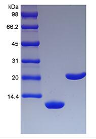 Recombinant Murine Interleukin-5
