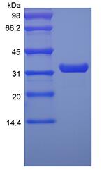 Protein A-Cys