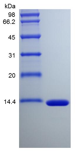 Recombinant Human Fatty-acid-binding Protein 6
