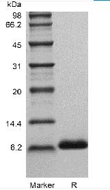 Recombinant Human Insulin-like Growth factor-1 GMP