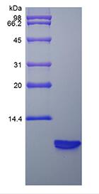 Recombinant Rat Beta-defensin 3