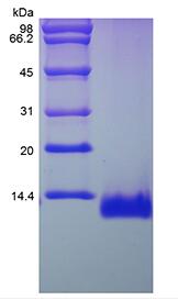 Recombinant Rat Eotaxin/CCL11