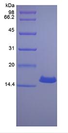 Recombinant Canine Interferon-gamma