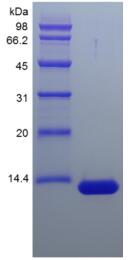 Recombinant Streptavidin