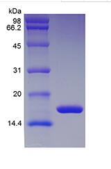 Recombinant Rat Interleukin-1 beta
