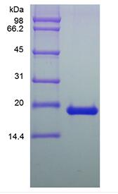 Recombinant Human Leukemia Inhibitory Factor