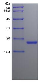 Recombinant Canine Stem Cell Factor