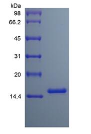 Recombinant Human Interleukin-3