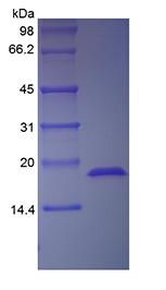 Recombinant Human Acidic Fibroblast Growth Factor