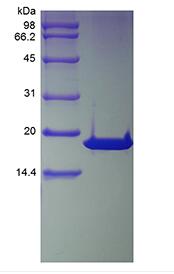 Recombinant Human Cyclin-Dependent Kinase Inhibitor 2A, Isoform 1-TAT