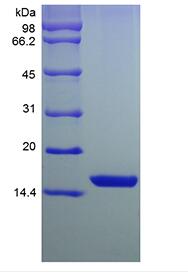 Recombinant Murine Acidic Fibroblast Growth Factor