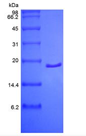 Recombinant Human Acidic Fibroblast Growth Factor, 2-155a.a.