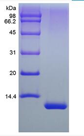 Recombinant Human Interleukin-13