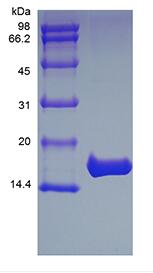 Recombinant Rhesus Macaque Interleukin-1 beta