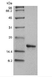 Recombinant Human Interleukin-36 alpha, 153a.a.