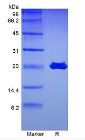 Recombinant Rat Granulocyte Colony-Stimulating Factor