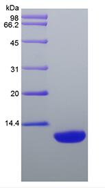 Recombinant Rat Macrophage-Derived Chemokine/CCL22