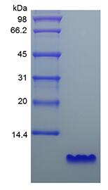 Recombinant Human Epidermal Growth Factor