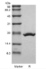 Recombinant Murine Neuropoietin