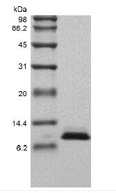 Recombinant Human NT-pro-BNP