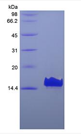 Recombinant Human VEGF Co-regulated Chemokine 1/CXCL17