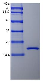 Recombinant Rhesus Macaque Tumor Necrosis Factor-alpha/TNFSF2