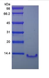 Recombinant Human Lymphocyte Activation Gene 1 Protein/CCL4L1