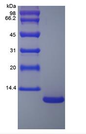 Recombinant Murine Macrophage Inflammatory Protein-3 alpha/CCL20