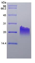 Recombinant Murine Monokine Induced by Interferon-gamma/CXCL9