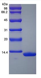 Recombinant Rhesus Macaque Serum Amyloid A1