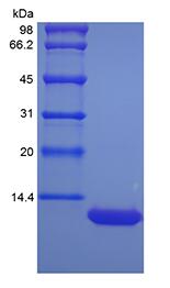 Recombinant Murine LPS-induced CXC Chemokine/CXCL5