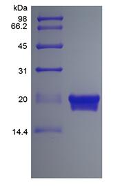 Recombinant Murine Interferon-lambda3/Interleukin-28B