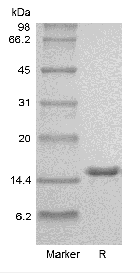 Recombinant Human Interleukin-2 GMP