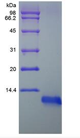 Recombinant Rat Insulin-like Growth Factor-1