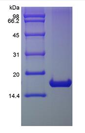Recombinant Human Interleukin-1 Receptor Antagonist Protein