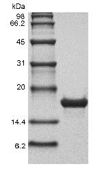 Recombinant Human Macrophage Colony-stimulating Factor