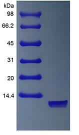 Recombinant Human Neuregulin 1-alpha EGF Domain