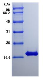 Recombinant Equine Interferon-gamma