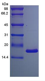 Recombinant Murine Tumor Necrosis Factor-alpha/TNFSF2
