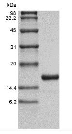 Recombinant Human Interleukin-36 gamma, 152a.a.