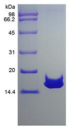 Recombinant Rat Mucosae-associated Epithelial Chemokine/CCL28