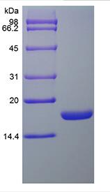 Recombinant Murine Stem Cell Factor