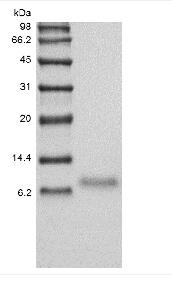 Recombinant Human TNF-related Weak Inducer of Apoptosis Receptor/TNFRSF12A