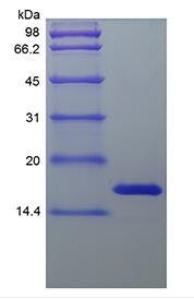 Recombinant Human Midkine