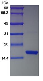 Recombinant Human Interferon-gamma