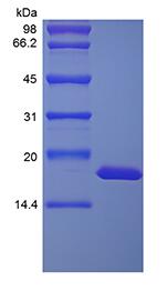 Recombinant Rhesus Macaque Interleukin-1 alpha
