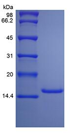 Recombinant Rat Interleukin-9