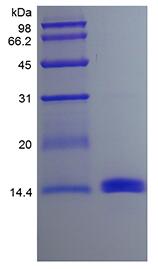 Recombinant Murine Granulocyte-Macrophage Colony Stimulating Factor